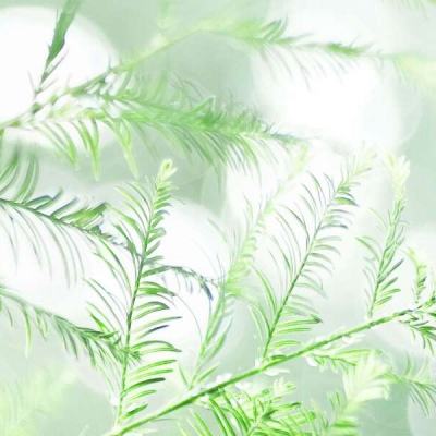屠龙战域手游55平台下载